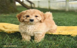 Cockapoo dogs for sale: Huckleberry Finn - Image 2