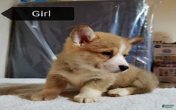 Welsh Corgi Pembroke dogs for sale: Lucy - Image 2