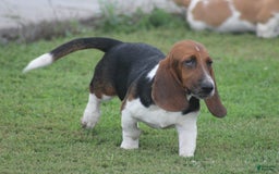 Basset Hound dogs for sale: FAY - Image 8