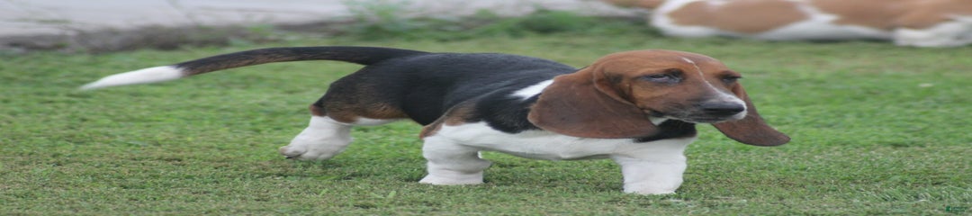 FAY