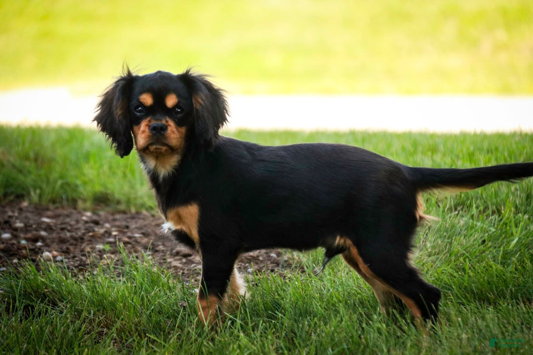 Cavalier King Charles Spaniel dogs for sale: Pluto - Image 31