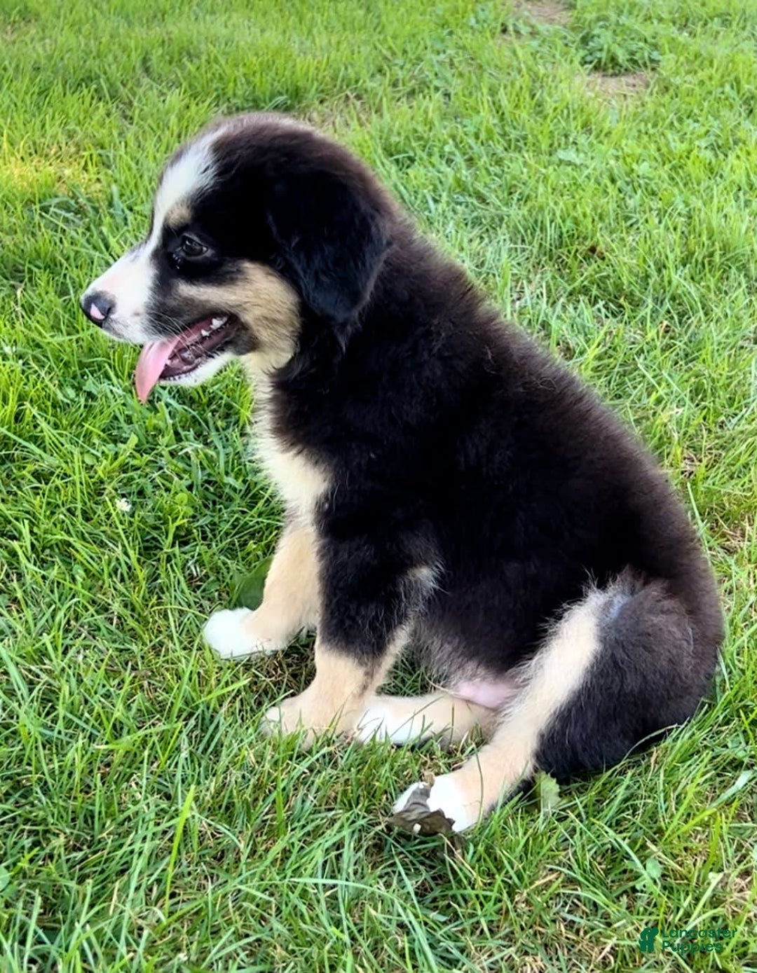 Australian Shepherd dogs for sale: Max - Image 4