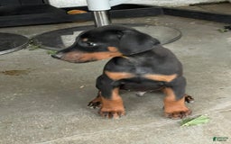 Doberman Pinscher dogs for sale: Boy 1 - Image 3