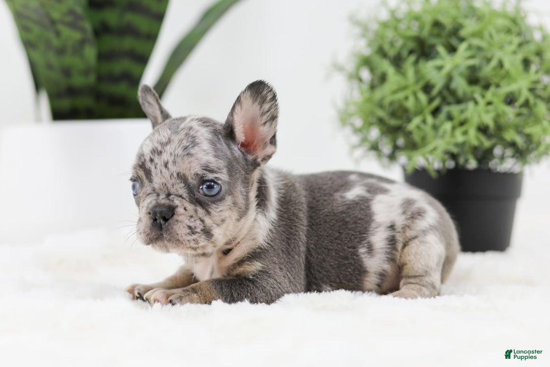 French Bulldog dogs for sale: Ralph - Image 9