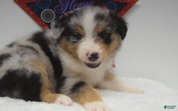 Australian Shepherd dogs for sale: Kane - Image 3