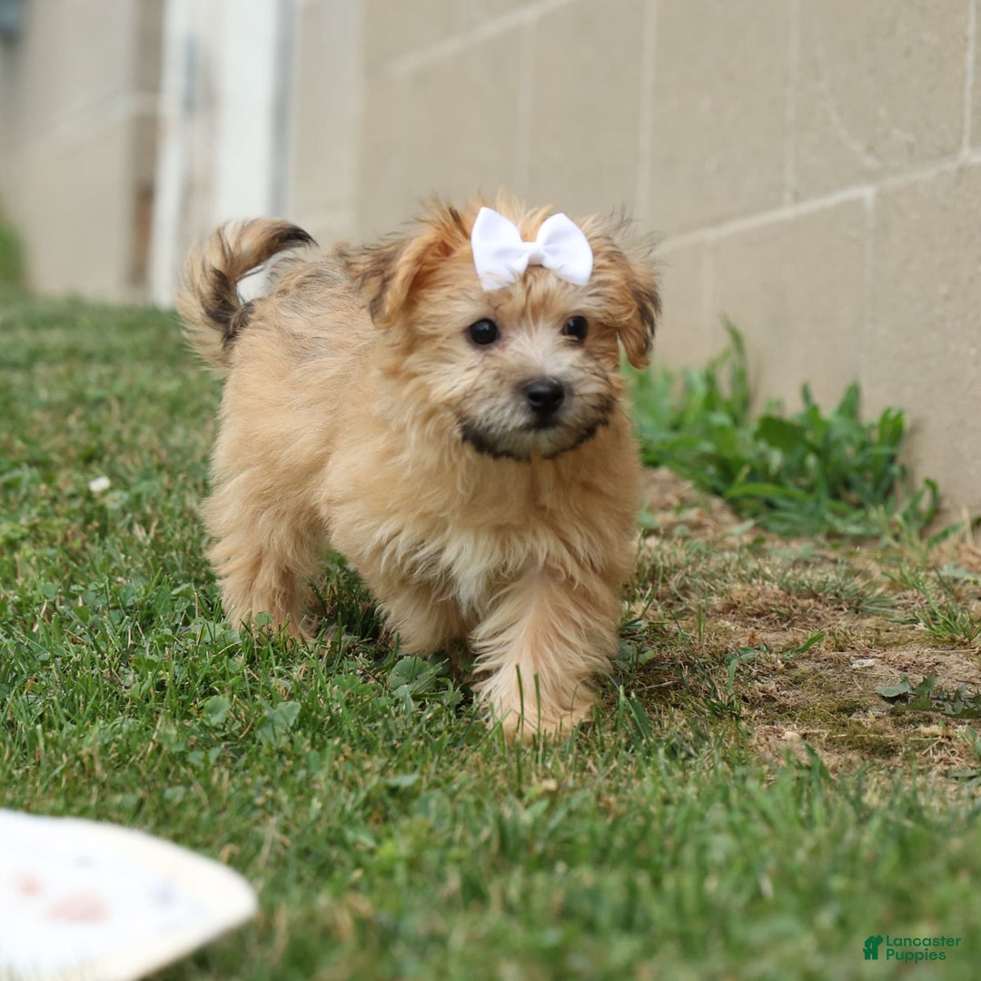Yochon dogs for sale: Titus - Image 15