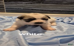 Great Pyrenees dogs for sale: White - Image 12