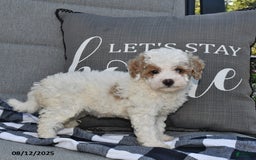 Toy Poodle dogs for sale: Sophia - Image 2