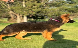 German Shepherd dogs for sale: Purple - Image 4