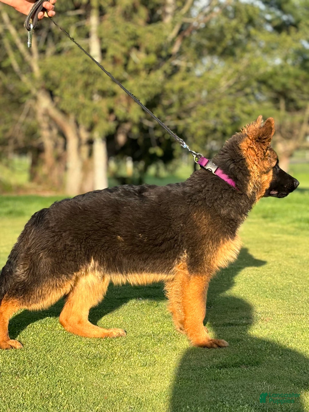 German Shepherd dogs for sale: Purple - Image 4
