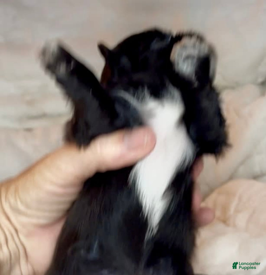 Shih Tzu dogs for sale: Beauty-mini - Image 6