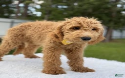 Mini Goldendoodle dogs for sale: Apollo - Image 9