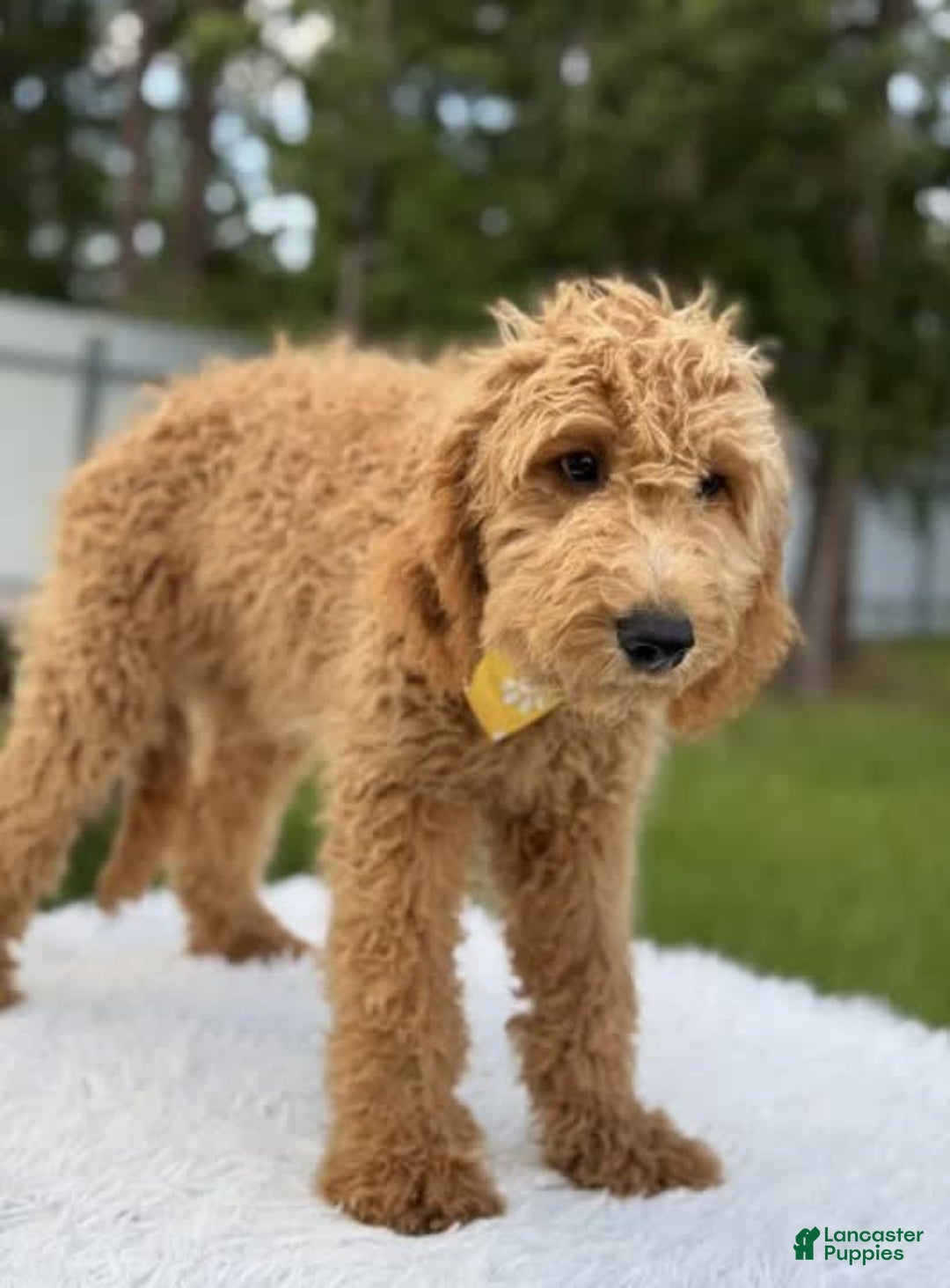 Mini Goldendoodle dogs for sale: Apollo - Image 9