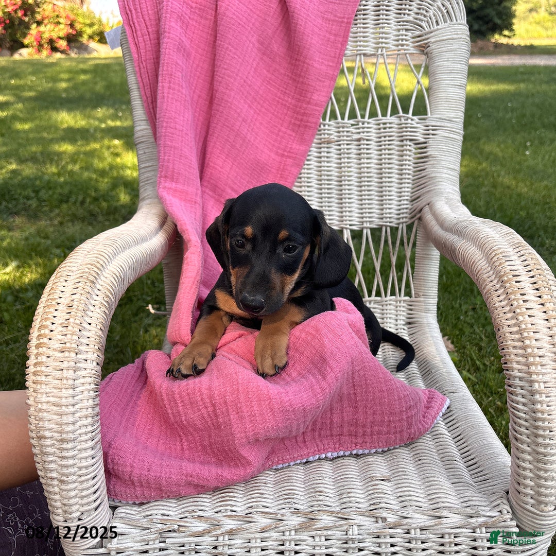 Miniature Dachshund dogs for sale: Matt - Image 1