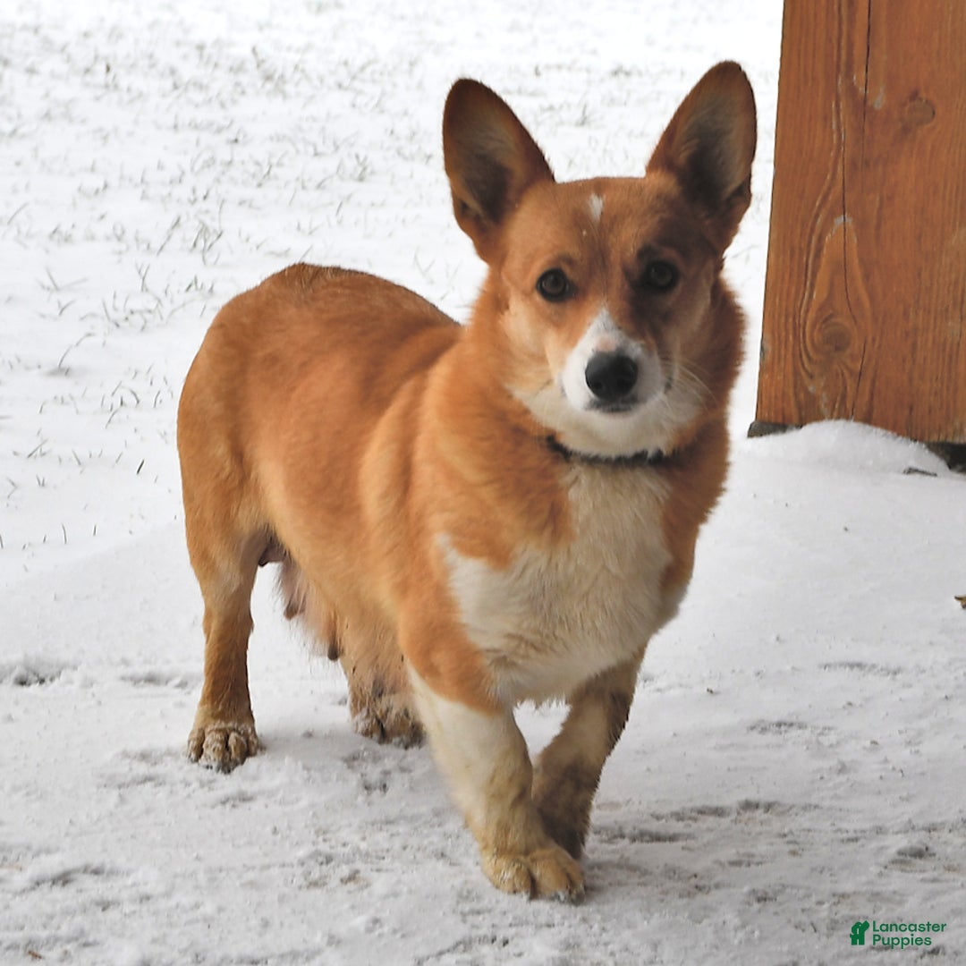 Welsh Corgi Pembroke dogs for sale: Spike - Image 6