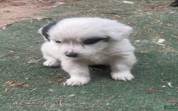 Shihpoo dogs for sale: Oreo - Image 1