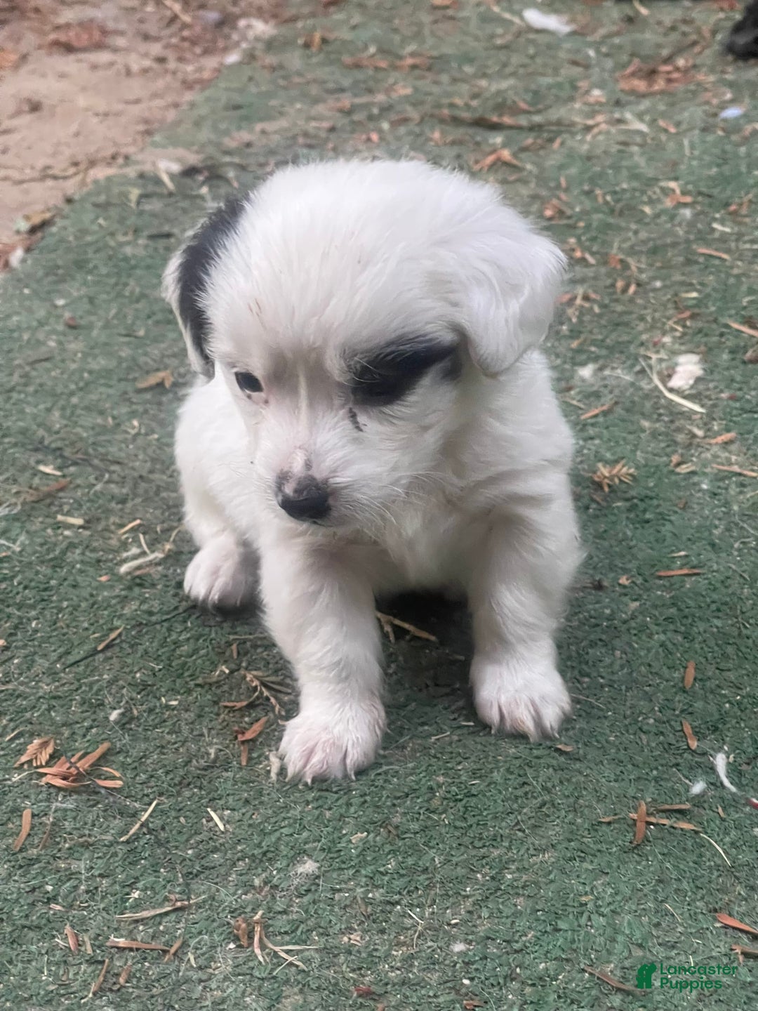 Shihpoo dogs for sale: Oreo - Image 1