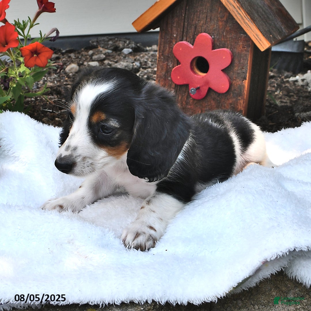 Miniature Dachshund dogs for sale: Mason - Image 2