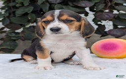 Beagle dogs for sale: Lilly - Image 16