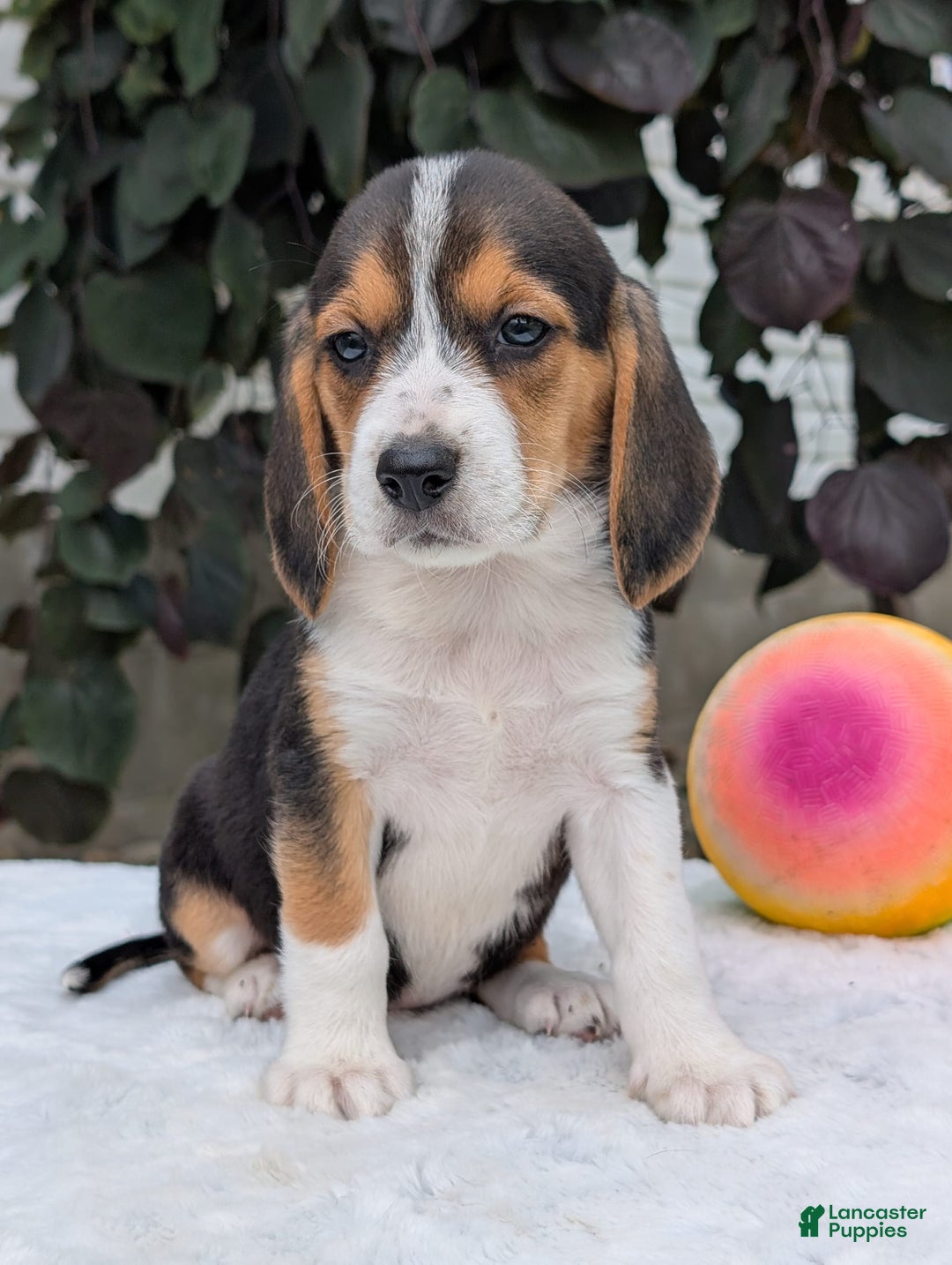 Beagle dogs for sale: Lilly - Image 16