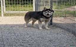 Alaskan Klee Kai dogs for sale: Lexi - Image 5