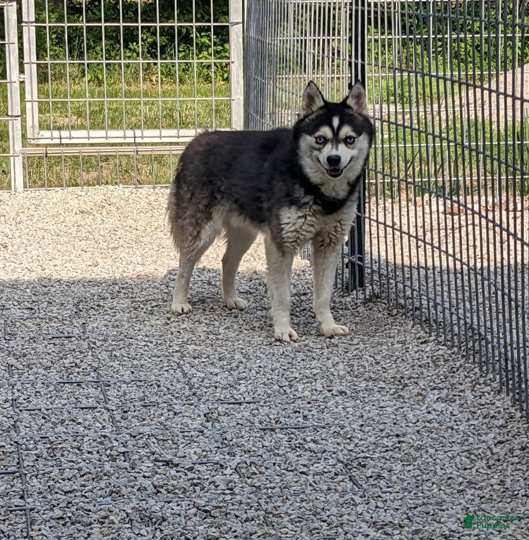 Alaskan Klee Kai dogs for sale: Lexi - Image 5