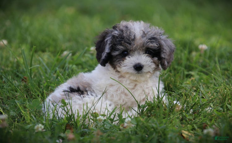 Cockapoo dogs for sale - Ad 5