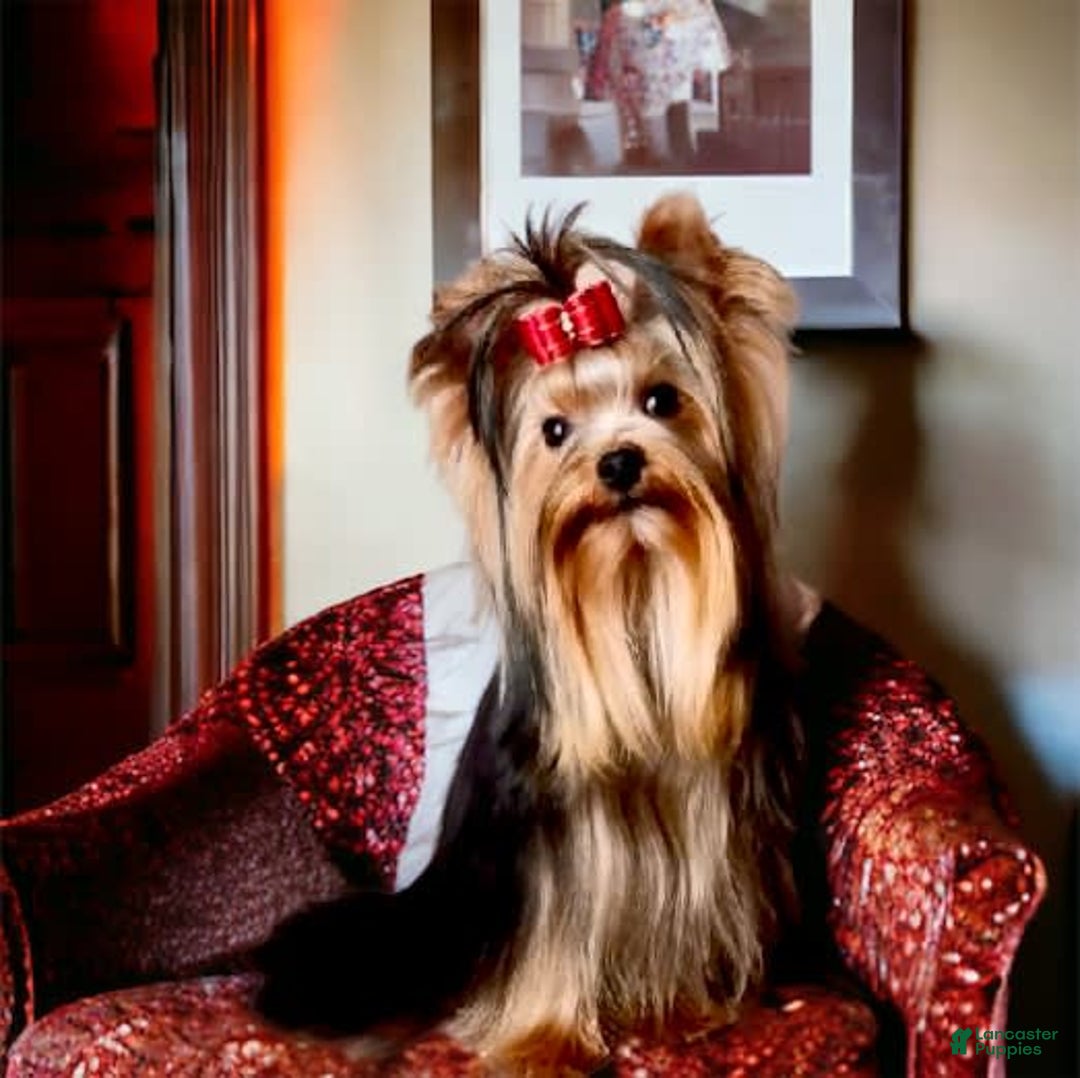 Yorkshire Terrier dogs for sale: Ch. Tiny Eclipse X Luke - Image 6