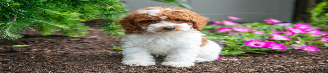 Kaiser