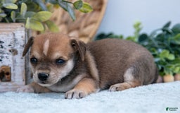 Chihuahua dogs for sale: Noggin - Image 3