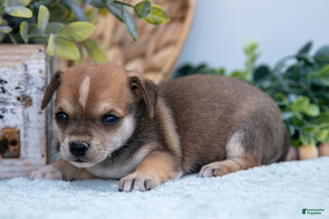 Chihuahua dogs for sale: Noggin - Image 3