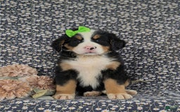 Bernese Mountain Dog dogs for sale: Genessa - Image 2