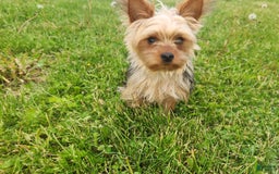 Yorkshire Terrier dogs for sale: Purebred Boy - Image 7