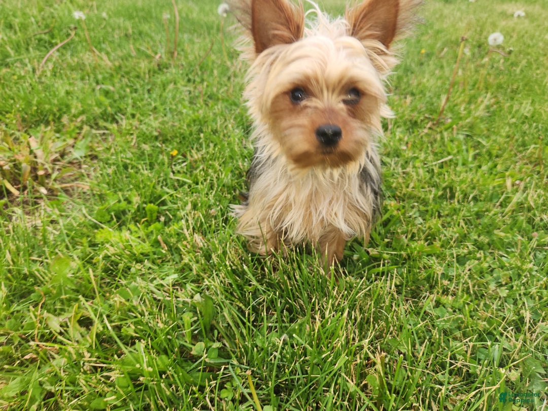 Yorkshire Terrier dogs for sale: Purebred Boy - Image 7