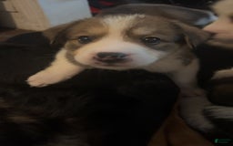 Bernese Mountain Dog dogs for sale: Duchess - Image 1