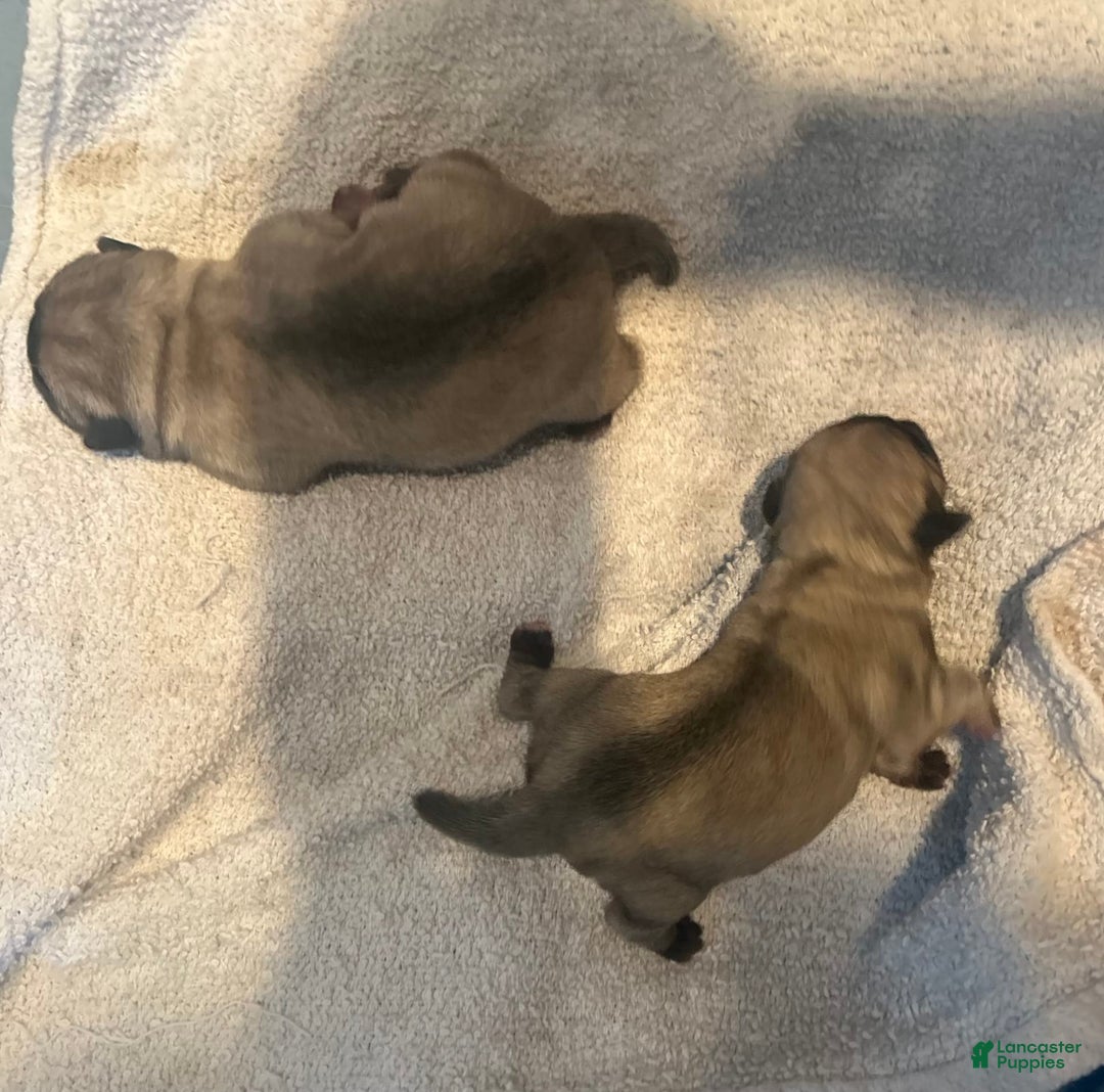 Pug dogs for sale: Mac - Image 3