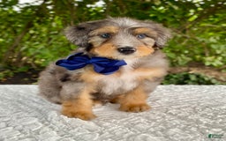 Bernedoodle dogs for sale: Ashton - Image 1