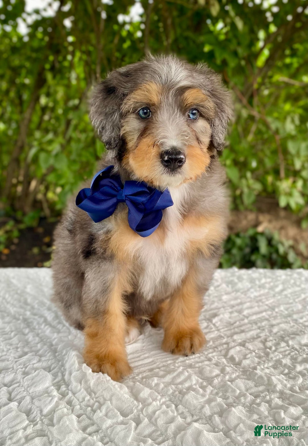 Bernedoodle dogs for sale: Ashton - Image 1
