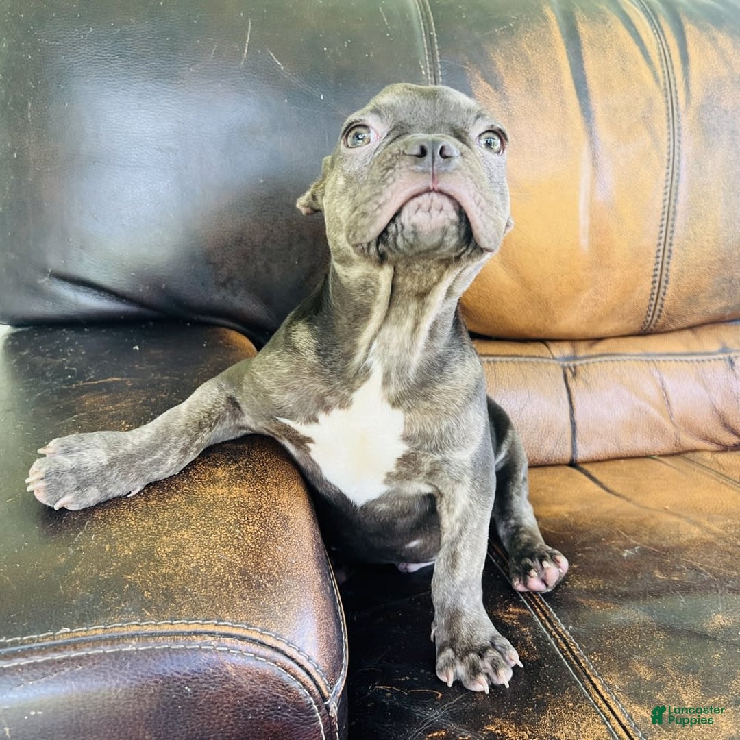 French Bulldog dogs for sale: Buddy - Image 2