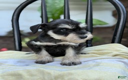 Miniature Schnauzer dogs for sale: Tilford - Image 2