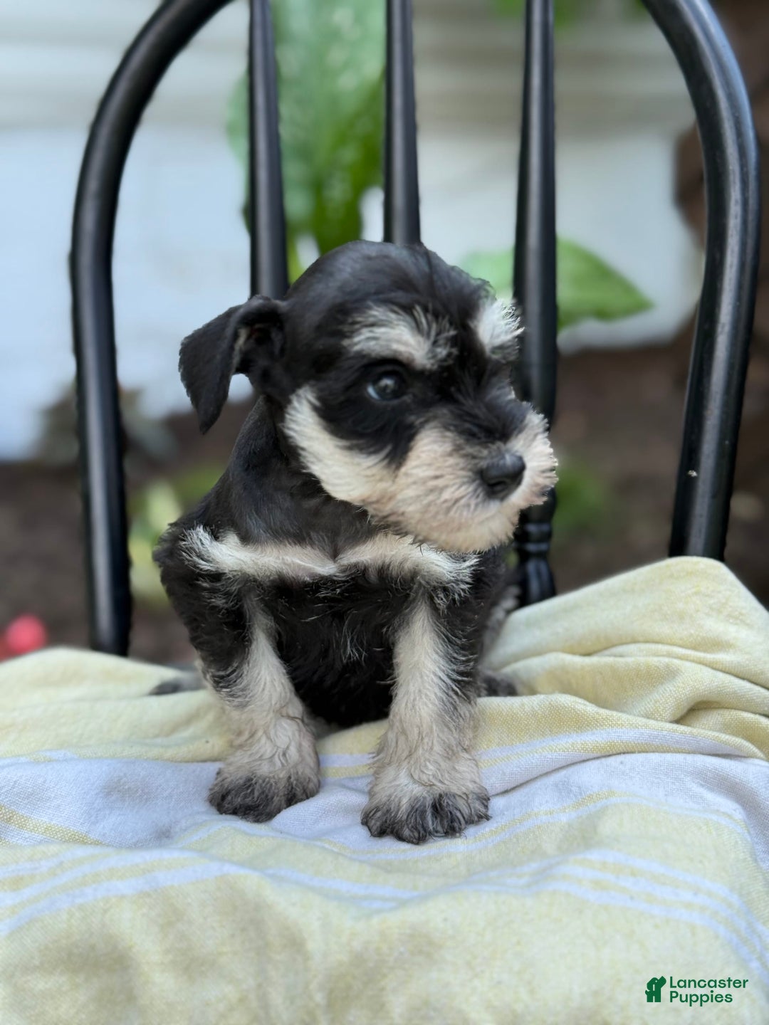Miniature Schnauzer dogs for sale: Tilford - Image 2