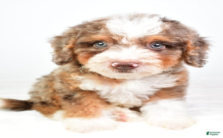 Mini Bernedoodle dogs for sale - Ad 4