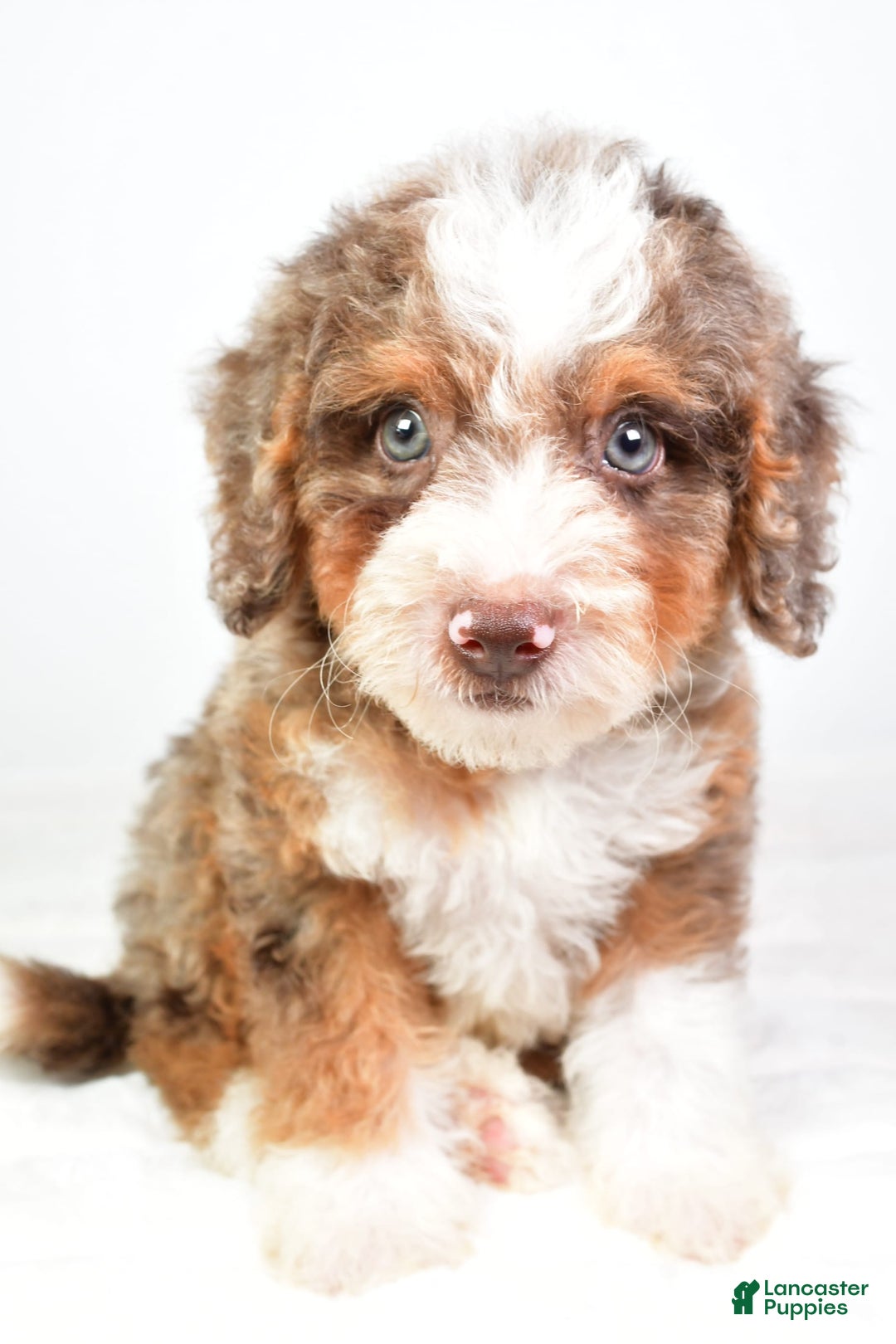 Mini Bernedoodle dogs for sale: Winston - Image 3