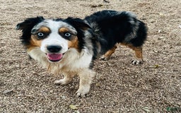 Australian Shepherd dogs for sale: Cal - Image 6