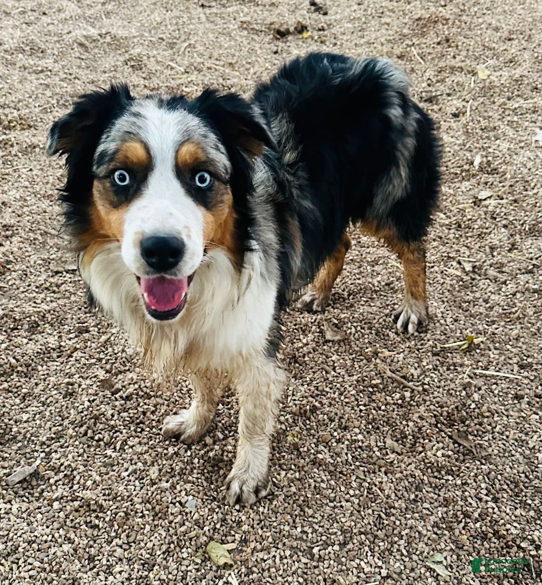 Australian Shepherd dogs for sale: Cal - Image 6