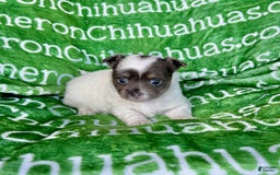 Chihuahua dogs for sale: Blue Sky Long Coat - Image 22
