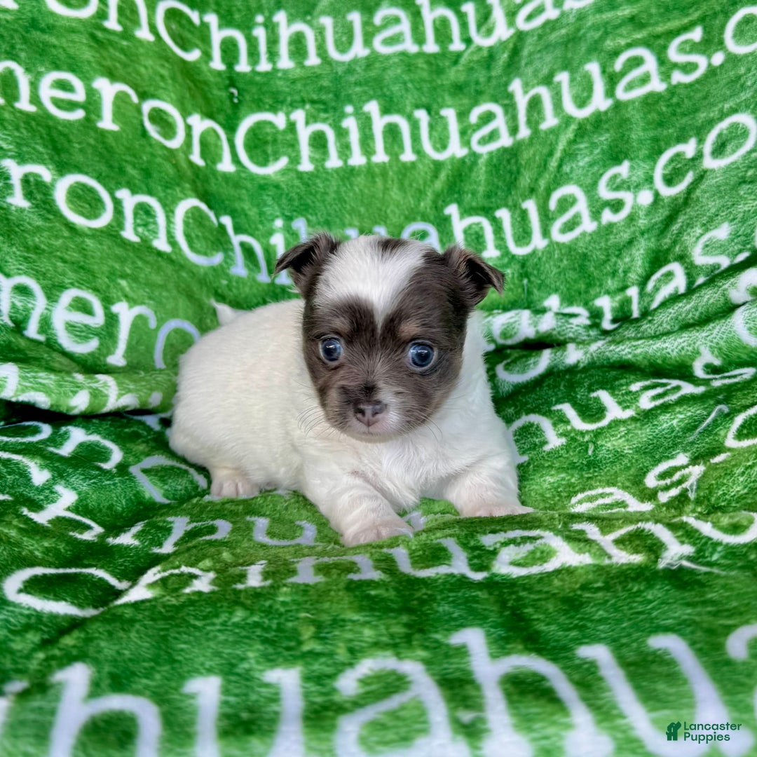 Chihuahua dogs for sale: Blue Sky Long Coat - Image 22