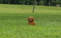 Miniature Poodle dogs for sale: Dax - Image 4