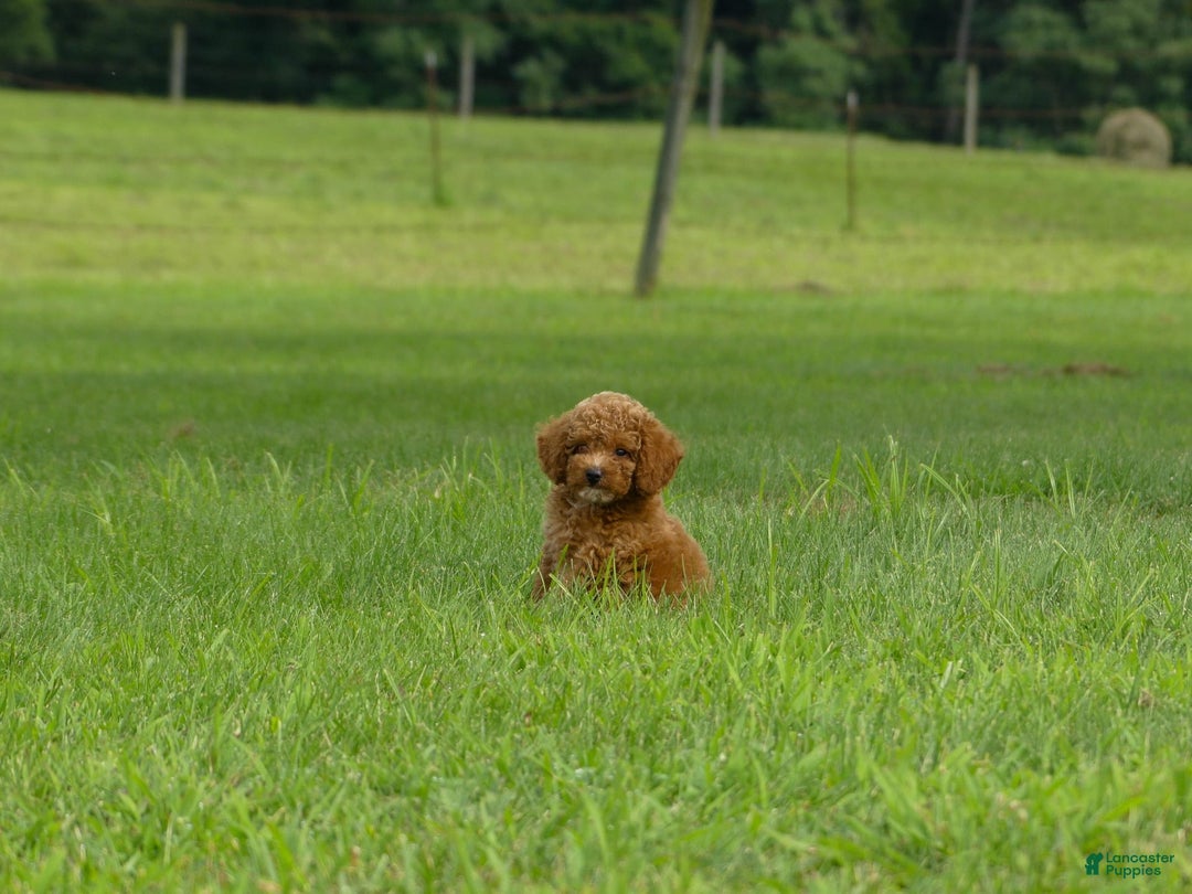 Miniature Poodle dogs for sale: Dax - Image 4