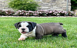 English Bulldog dogs for sale: Sawyer - Image 1